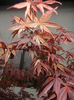 Acer palmatum Bloodgood (2015, Apr.21)