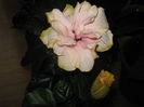 Picture My plants 3058