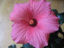 Picture My plants 3060