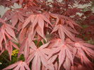 Acer palmatum Bloodgood (2015, Apr.21)