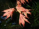 Acer palmatum Ariadne (2015, April 24)