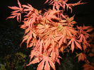 Acer palmatum Ariadne (2015, April 24)