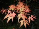 Acer palmatum Ariadne (2015, April 24)