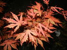 Acer palmatum Ariadne (2015, April 24)