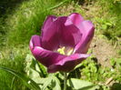Tulipa Purple Flag (2015, April 25)