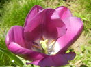 Tulipa Purple Flag (2015, April 25)