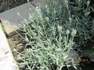 Cerastium