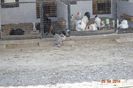 image (6)