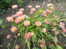banutei