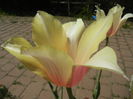 Tulipa Blushing Lady (2015, April 25)