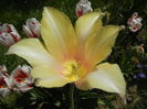 Tulipa Blushing Lady (2015, April 25)