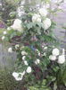 calin-viburnum