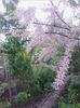 tamarix
