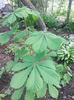 castan ornamental