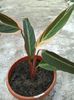 stromanthe sanguinea tricolor 04.05.2015