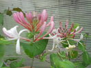 lonicera alb-rosu