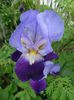 SAM_5966