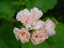 DSCN5931