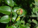 DSCN5941