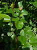 DSCN5942