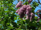 DSCN5948
