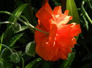 DSCN5951