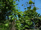 DSCN5954
