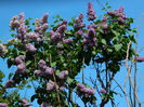 DSCN5963