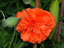 DSCN5995