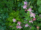 DSCN6001