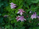 DSCN6005