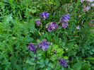 DSCN6015
