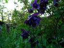 DSCN6019