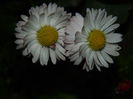 DSCN6039