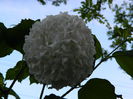 DSCN6045