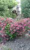 Weigela rosie