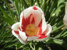Tulipa Happy Generation (2015, April 25)