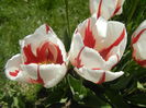 Tulipa Happy Generation (2015, April 25)