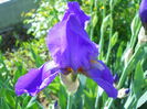 sierra blue