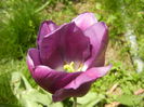 Tulipa Purple Flag (2015, April 26)