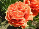 Tulipa Esprit (2015, April 26)
