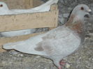DSC07837-vandut