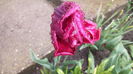 IMG_20150502_200431