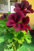 IMG_20150426_144215-1