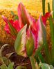 IMG_20150426_144443-1-1