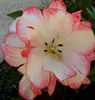 IMG_20150426_144613-2