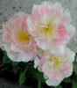 IMG_20150426_144805-1