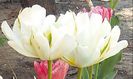IMG_20150426_144409-2