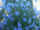 In decorativ