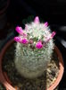 107 Mammillaria lauii